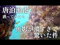 【唐泊漁港・海中映像】堤防外海のテトラ付近に潜ったら魚影が濃すぎて神釣り場だった🐟🐟🐟更に港内も面白い！最高の場所✨#204 福岡釣部 in 福岡・糸島・佐賀・北九州・玄界灘・広島・岡山・瀬戸内海