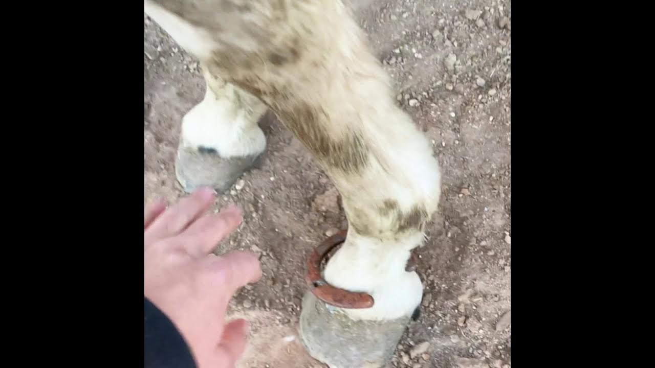 A Cool Trick to Stop Your Horse from "Pawing" YouTube