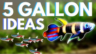 Top 5 Fish for a 5 Gallon Aquarium