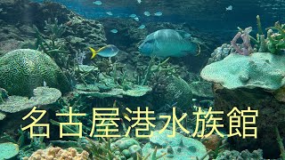 【名古屋港水族館】イワシのトルネード#アラフィフ #水族館