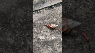 베트남 달팽이 #vietnam #달팽이