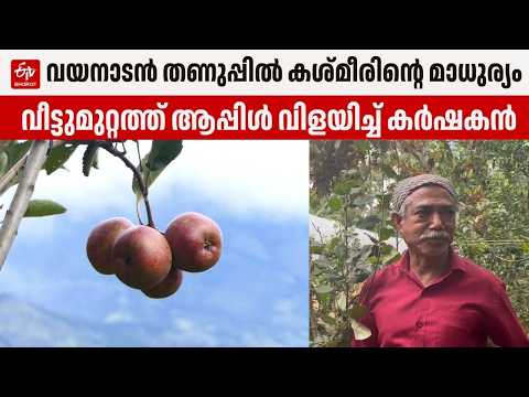 Meenangadi rewrites history | APPLES GROW IN WAYANAD |