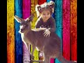 bella Play with kangaroo in the zoo بيلا تلعب مع الكنغرفي حديقة الحيوانات