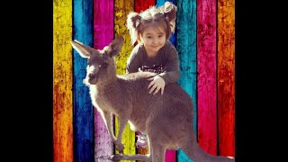 bella Play with kangaroo in the zoo بيلا تلعب مع الكنغرفي حديقة الحيوانات