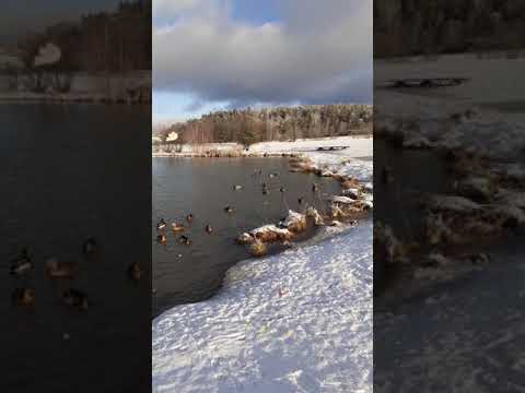 سويد مقطع فيديو من البط البري في بحيرة