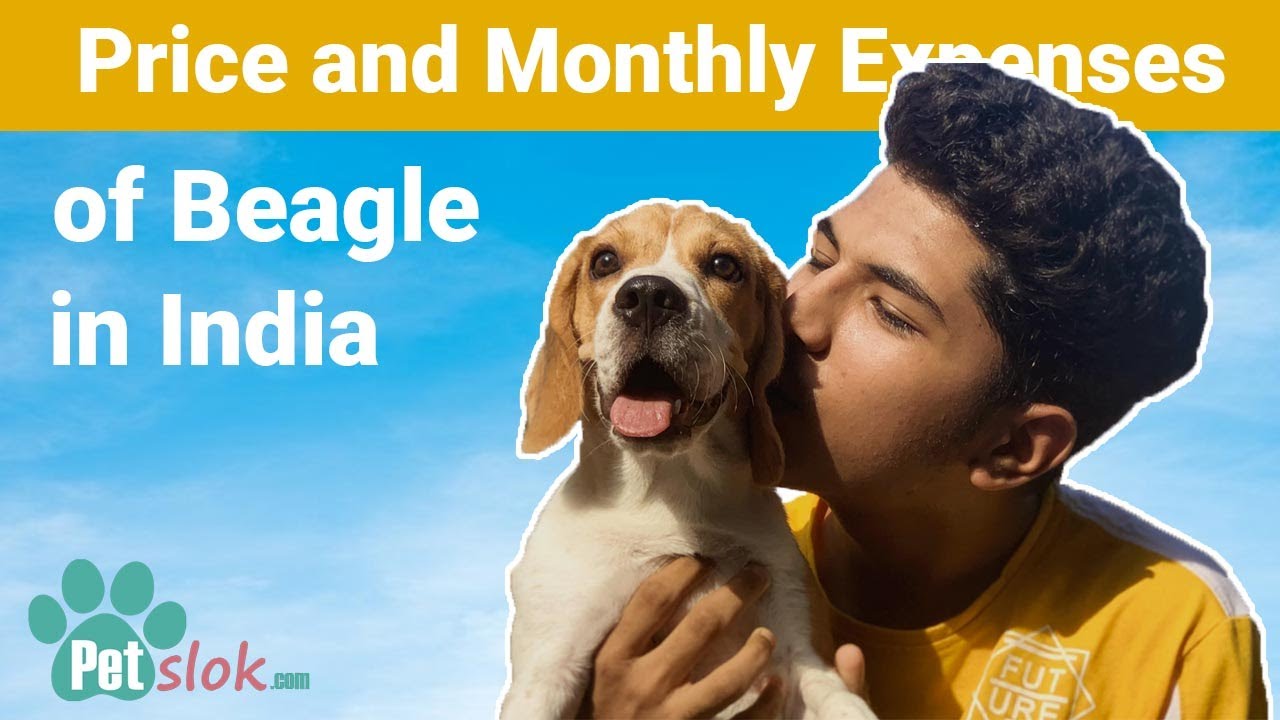 Price of Beagle Puppy with Monthly Expenses YouTube