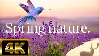 Spring has come and this spring I wish everyone happiness and health, watch a relaxation film in-4K