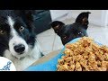 The Best Homemade Dog Treats - Professional Dog Training Tips