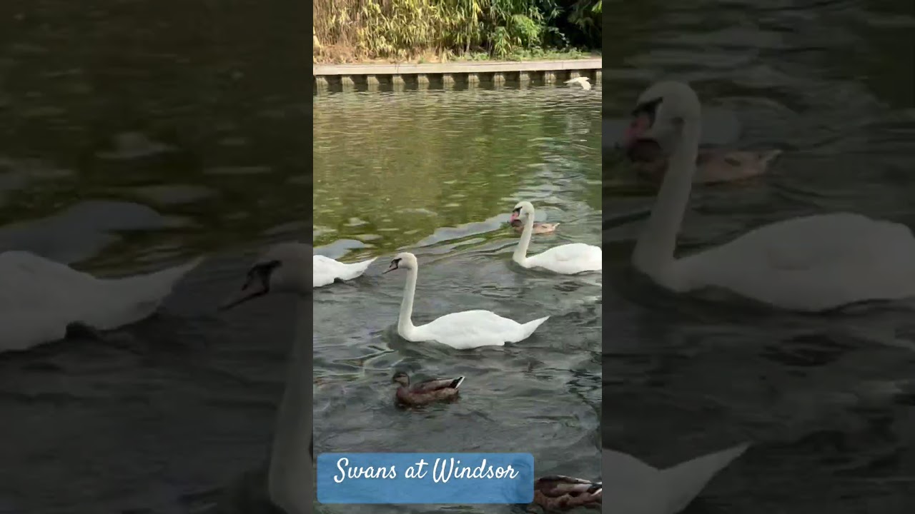 Swans 🦢 following us as we walk along Windsor Marina 