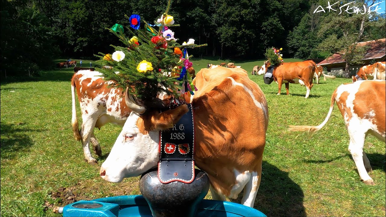 Lauterbrunnen Switzerland, Cows & Cow Parade Alpabzug Alpabfährt 4K