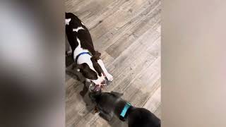 Dodger Bear - Three Little Pitties