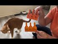 Flea and Tick Prevention for Cats Honest Review — Real Results, No Hype! Y342