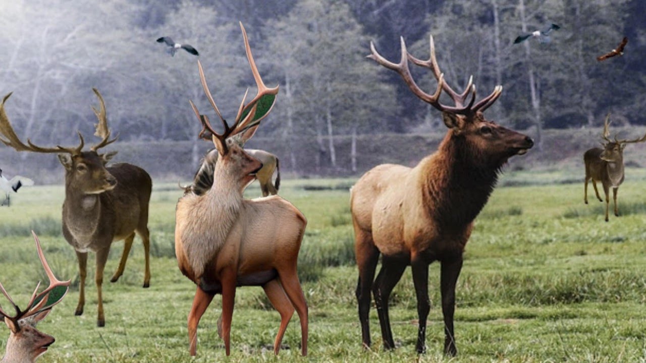 Best elk call and elk sounds YouTube