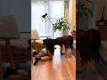 【引きこもり確定】13時半起床、やる気が1ミリも出ない社畜OLの休日ルーティン｜Holiday Routine #shorts #引きこもり休日 #何もしたくない #休日vlog #社畜OL #OL