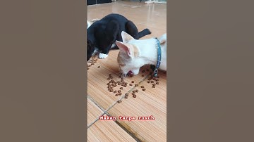 Thumbnail of #music #cover #lyrics #coversong #song #cat #kucingkucu #feedshorts #kucinglucu #catlover #shorts