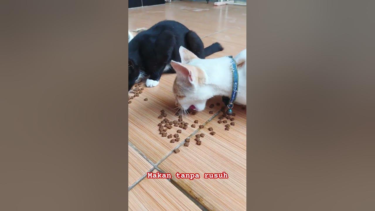 #music #cover #lyrics #coversong #song #cat #kucingkucu #feedshorts #kucinglucu #catlover #shorts
