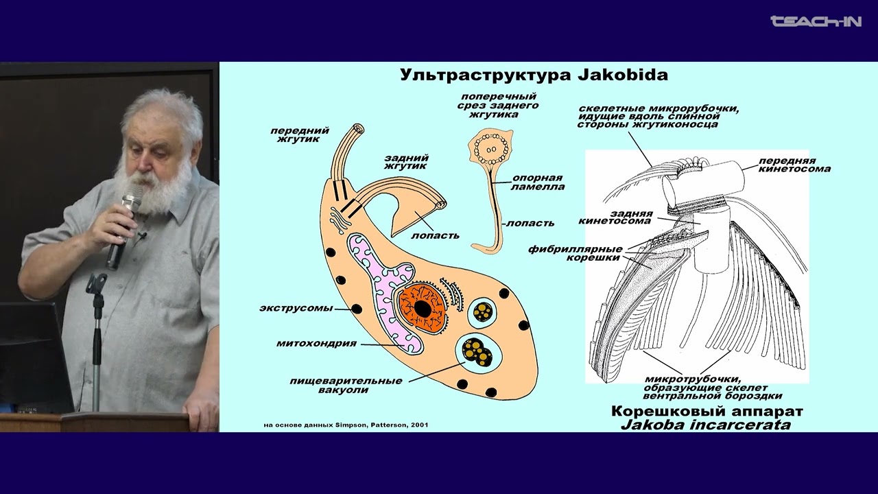 Малахов В.В. - Зоология беспозвоночных - 2. "Надцарство" Excavata