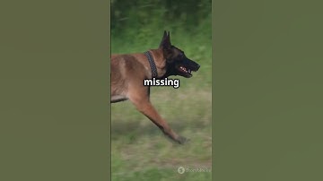 Giant Schnauzers: The Canine Cops! #GiantSchnauzer #PoliceDogs #CanineCops #DogTraining #WorkingDogs