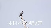 テッペンカケタカ ホトトギスの鳴き声 Youtube テッペンカケタカ ホトトギスの鳴き声 Youtube