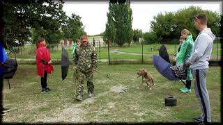 Апбт Arabian Godolphin Гриша. Тест На Темпера. Раздел 2.