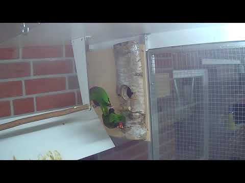 Einsiedlerloris, Phigys solitarius auch Kragenloris genannt