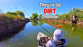 Finding Schools of Bass in the SHALLOWS!