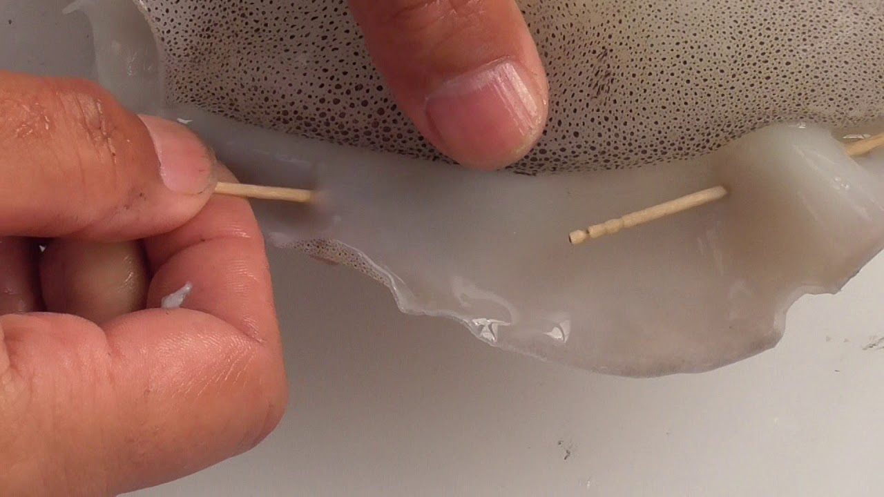 アオリイカの干物作り方紹介 エンペラーに爪楊枝をさしてくっつかないようにすれば乾きやすい 釣太郎の魚一夜干しのポイント紹介 釣太郎ブログ アオリイカの干物作り方紹介 エンペラーに爪楊枝をさしてくっつかないようにすれば乾きやすい 釣太郎の魚一夜干しのポイント紹介 釣太郎ブログ