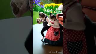 Download Lagu #cute #funny #baby #cat #cutebaby #comedymoments #fun  funny xa cat like MP3