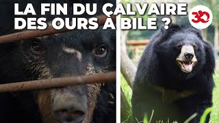 La fin du calvaire pour les ours à bile ? by  30 Millions d'Amis 43,506 views 2 months ago 6 minutes, 37 seconds