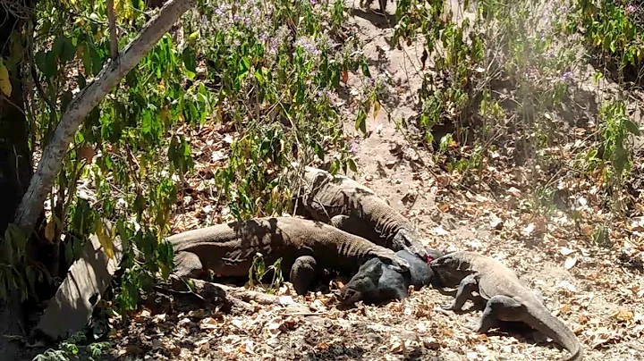 Three komodo dragon so lucky find wild pig,and eat still a life