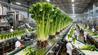 Famous Inside the Modern Celery Factory | From Fresh Raw Celery to Premium Detox Juice (Full Process) Profile