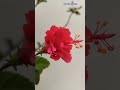 Bud To Bloom, Hibiscus 🌺#shortsfeed #flowers #beautifulflowers#hibiscus #satisfying