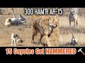 15 coyotes down 300 hamr ar15  epic daytime coyote hunting 