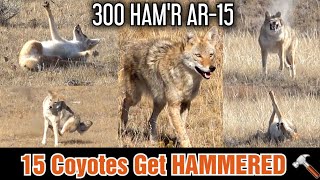 15 Coyotes Down 300 HAM'R AR-15 ( Epic Daytime Coyote Hunting )