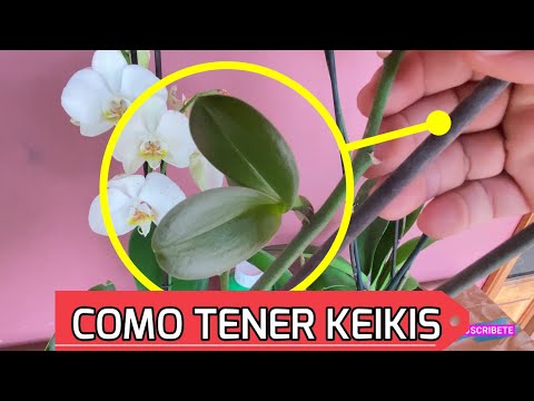 Video: Orchid Keikis: Propagación de orquídeas a partir de Keikis