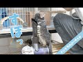 【チンチラとの日常】好奇心旺盛過ぎて掃除機に吸い込まれるチンチラが可愛すぎる！Funny and Cute Chinchilla