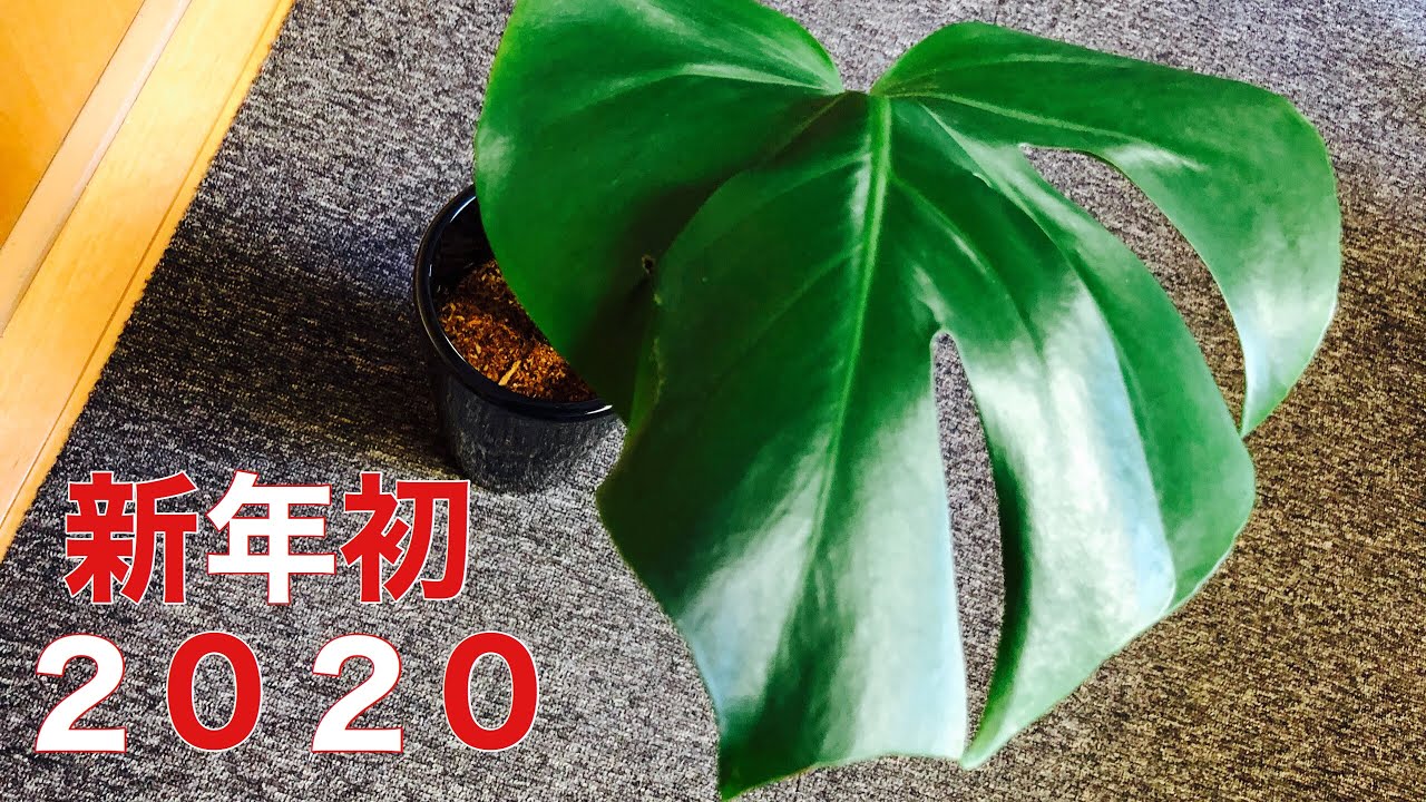 観葉植物 モンステラの剪定をしました Youtube