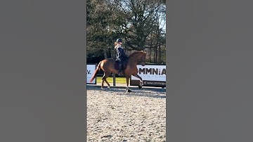 Bella Maria &Sophia practicing trot/canter transitions #rnb #hiphop #trot#tips#dressagetricks#tricks
