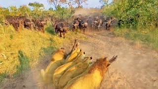 Buffalo Mom Sacrifices Herself To Save Her Baby From Lions