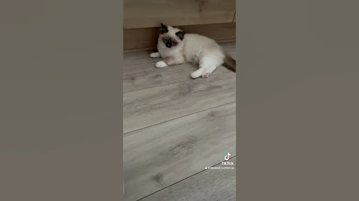 Video 2669711: kitten ragdollkittens, ragdollkittens cute, cute kittens playing