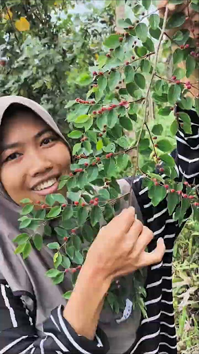 found wild fruit in the forest 😍 #wildfruit #wildfruit #vlog #shorts