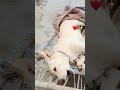 Hmara pyara santy 💕🥰#like #viral #trending #trendingshorts #viralvideo #shorts #dog #cute
