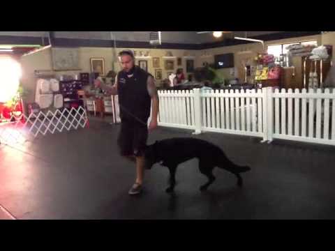2-yr-gsd-"bear,"-dog-training,-charlotte-north-carolina