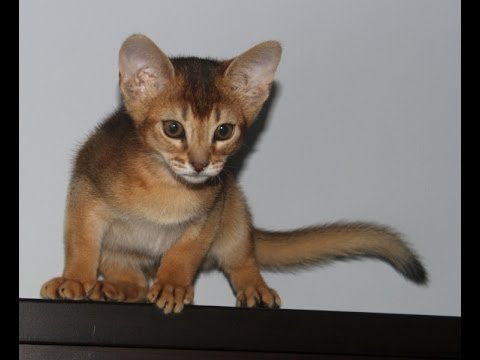 Simba the Abyssinian Cat YouTube Simba the Abyssinian Cat YouTube