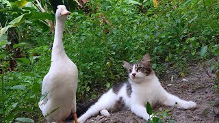 The friendship of cats and ducks makes anyone who sees it amazed. Cute animal videos❤