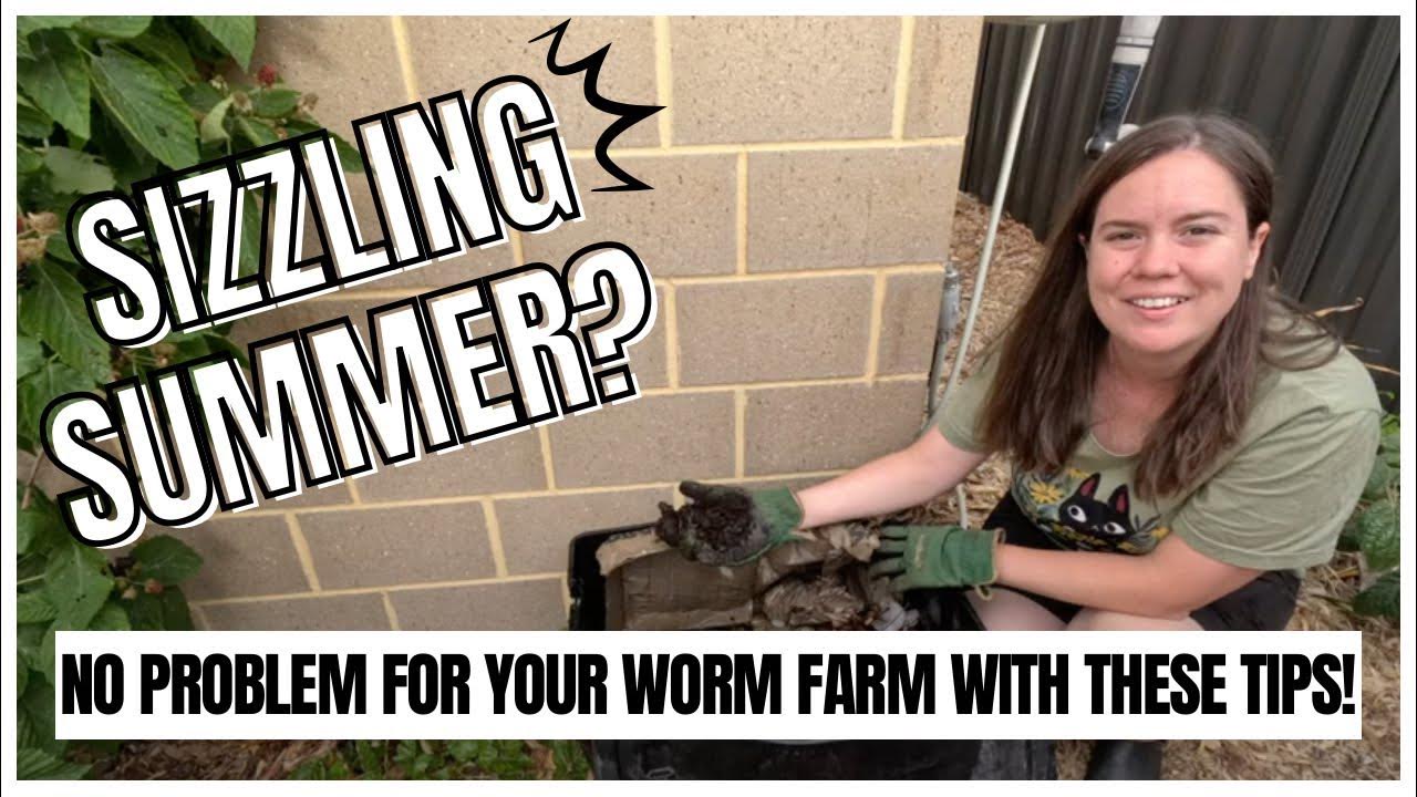Keeping worms alive during summer How to keep your worm farm cool