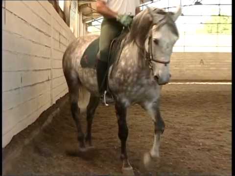 Vidéo: Outils de dressage de chevaux: cultures et fouets