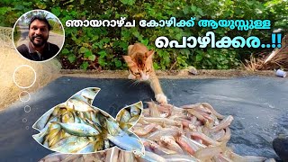 ഇവിടെ ഞായറാഴ്ച കോഴിക്ക് ആയുസ് കൂടും..!! | pozhikkara fish market in kollam | paravoor pozhikkara