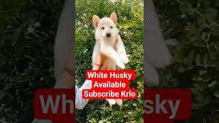 White Husky Available 2026 | Dog Deal India | Dog For Sale | Best Puppy Buy | Pet Market