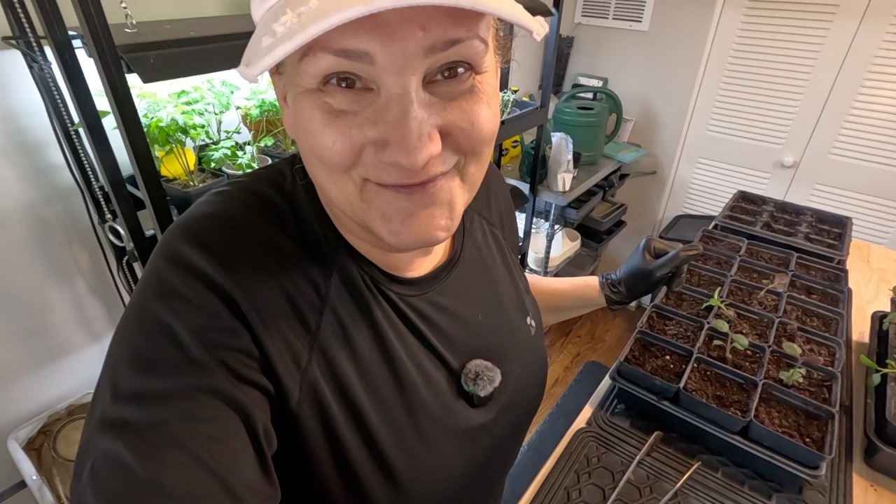 Уход за рассадой львиного зева: прищипывание, прореживание и посадка семян лука // Почва и контей...